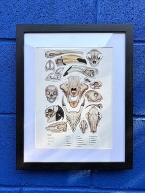 Framed Animal Skull Art Print